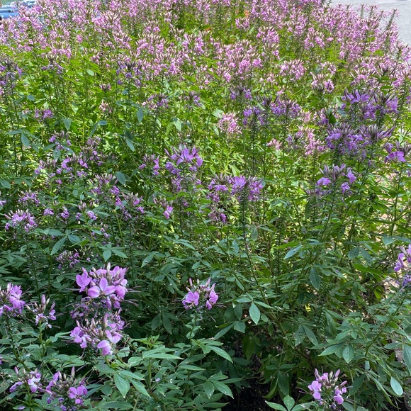 Meet your Posher, Miyuki - Picture 6 of 7